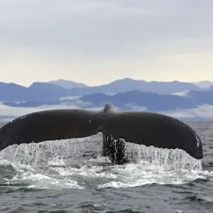 Humpback Whale - Caudal fin - Inside Passage - Alaska Humpback Whale - Caudal fin - Inside Passage - Alaska