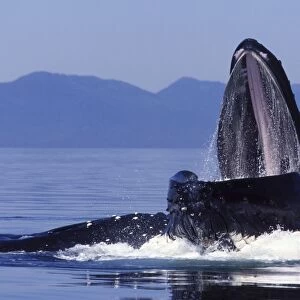 Humpback whale - Cooperative feeding (Bubble net feeding) Southeast Alaska