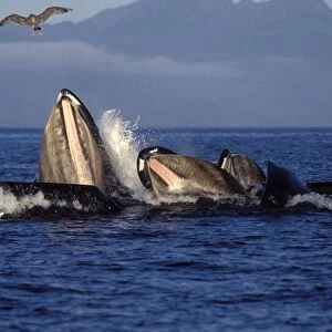 Humpback whale - Cooperative feeding (Bubble net feeding) Southeast Alaska DA 564