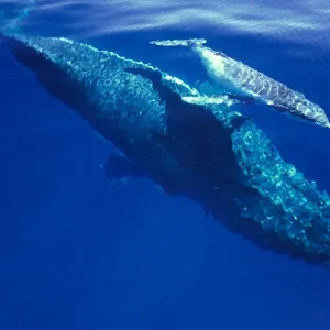 Humpback Whale - female and her week-old calf Tonga JLR05877 Humpback Whale - female and her week-old calf Tonga JLR05877