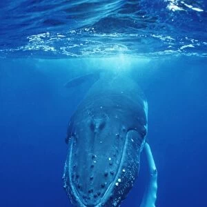 Humpback Whale FG 12433 Swimming underwater - Tonga, South Pacific Megaptera novaeangliae © Francois Gohier / ardea. com