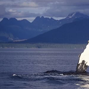 Humpback whale - Flipper-slapping Inside Passage, Southeast Alaska