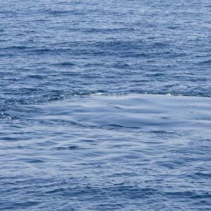 Humpback Whale - footprint - Baja California - Mexico