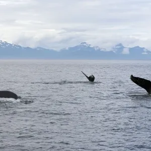 Humpback Whale - inside Passage - Alaska Humpback Whale - inside Passage - Alaska
