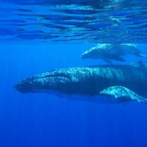 Humpback whale - mother and calf Vava'u, Tonga, South Pacific