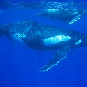 Humpback whale - mother and calf. Vava'u, Tonga, South Pacific