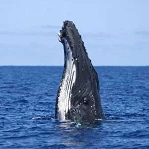Humpback whale - Spyhopping Vava'u, Tonga, South Pacific