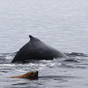 Humpback Whale with Steller sealion (Eumetopias jubatus) - Johnstone Strait - British Colombia - Canada