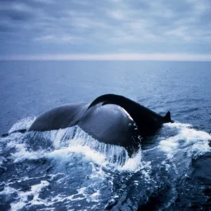 HUMPBACK WHALE - TAIL