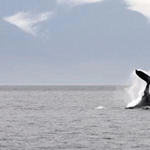 Humpback Whale - tail slapping - Inside Passage - Alaska