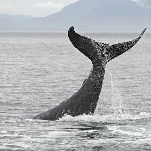Humpback Whale - tail slapping - inside Passage - Alaska