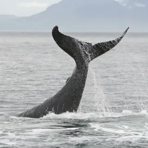 Humpback Whale - tail slapping - inside Passage - Alaska Humpback Whale - tail slapping - inside Passage - Alaska