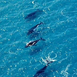 Humpback Whales - Aerial view of migrating pod - Platypus Bay, Fraser Island, Queensland, Australia JPF25492
