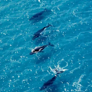 Humpback Whales - Aerial view of migrating pod - Platypus Bay, Fraser Island, Queensland, Australia JPF25492