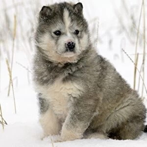 Husky Dog - puppy. Churchill - Manitoba - Canada