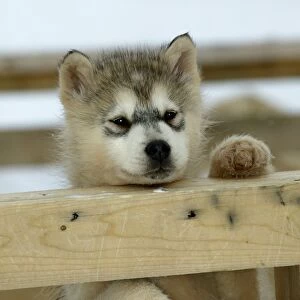 Husky Dog - puppy peering over fence Churchill - Manitoba - Canada