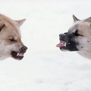 Husky Dogs / Sledge race dogs - snarling & showing aggressive behaviour