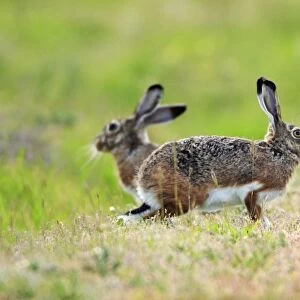 Iberian Hare - pair carrying out breeding ritual, Alentejo, Portugal