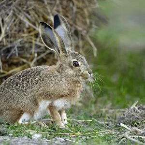 Iberian Hare - young animal, Alentejo, Portugal