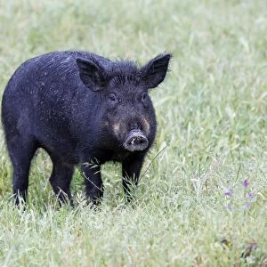 Iberian Pig - on meadow, region of Alentejo, Portugal