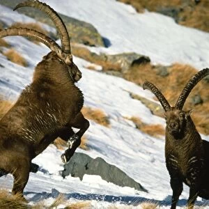 Ibex - Two males confronting each other
