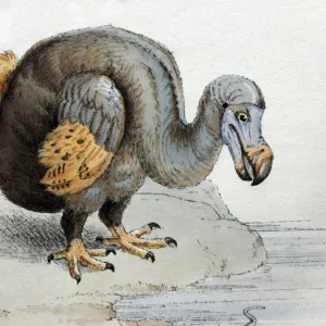 Illustration: Dodo- from Strickland 1848