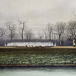 Illustration - Goose herding. Mr John Taylor's flock of geese, Horncastle Road, by Bargate Drain, 1877 (from G D Rowley, 1878)