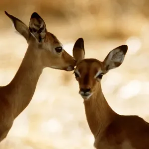 Impala Calves, Luangwa National Park, Zambia, Africa Impala Calves, Luangwa National Park, Zambia, Africa
