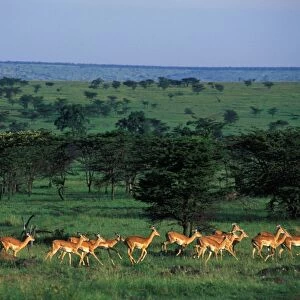 Impala A herd of Impala running Maasai Mara, Kenya, Africa