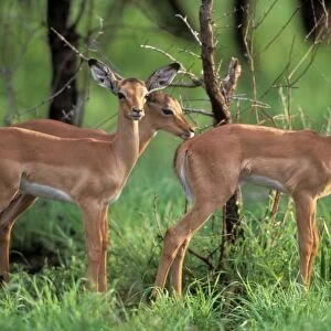 Impala Juveniles. Kruger National Park, South Africa