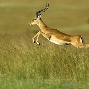 Impala - pronking - Masai Mara National Reserve - Kenya JFL14923