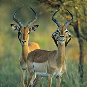 Impala - With Red-billed Oxpeckers (Buphagus erythrorhynchus) on ears, Kruger, S. Africa