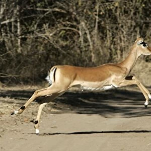 Impala - running across path. South Luangwa Valley National Park - Zambia - Africa