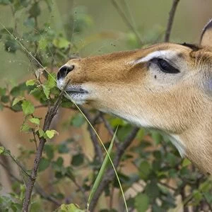 Impala Serengeti National Park, Tanzania