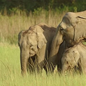 Indian / Asian Elephant - adult with calves. Corbett National Park - Uttaranchal - India