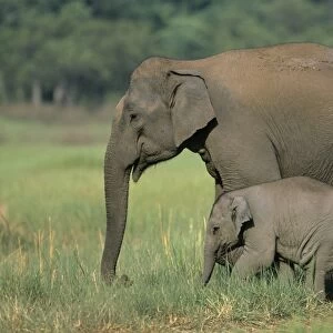 Indian / Asian Elephant - with calf Corbett National Park, India
