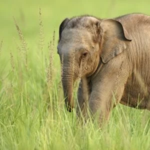 Indian / Asian Elephant - calf Corbett National Park, Uttaranchal, India