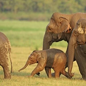 Indian / Asian Elephant family coming out of waterhole, Corbett National Park, India