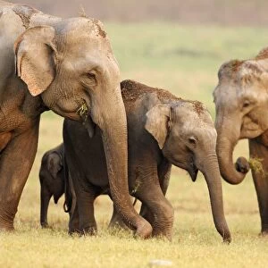 Indian / Asian Elephant family, Corbett National Park, India