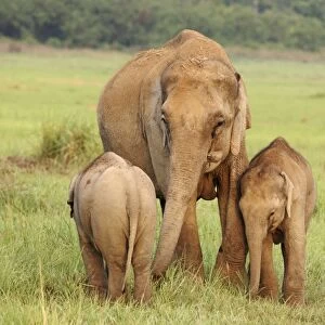Indian / Asian Elephant - female with two calves. Corbett National Park - Uttaranchal - India