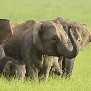Indian / Asian Elephant - herd. Corbett National Park - Uttaranchal - India