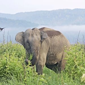 Indian / Asian Elephant in the misty morning, Corbett National Park, India