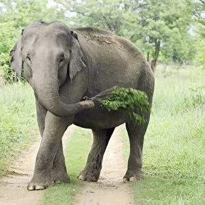 Indian / Asian Elephant at play, Corbett National Park, India