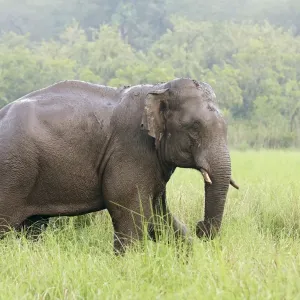 Indian / Asian Elephant after the rain, Corbett National Park, India Indian / Asian Elephant after the rain, Corbett National Park, India