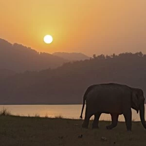 Indian / Asian Elephant - silhoutted at sunset. Corbett National Park - Uttaranchal - India