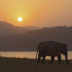 Indian / Asian Elephant - silhoutted at sunset. Corbett National Park - Uttaranchal - India Indian / Asian Elephant - silhoutted at sunset. Corbett National Park - Uttaranchal - India