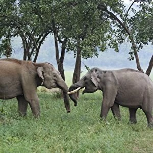 Indian / Asian Elephant - two sparring. Corbett National Park - Uttaranchal - India