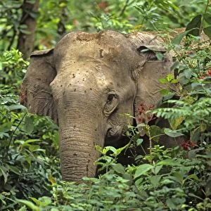 Indian / Asian Elephant spying through the bushes Corbett National Park, India