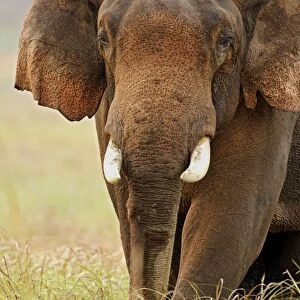 Indian / Asian Elephant (Tusker) male - Corbett National Park - India