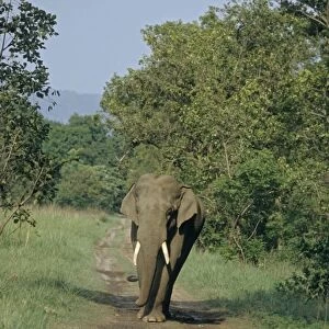 Indian / Asian Elephant - Tusker on the track, Corbett National Park, India